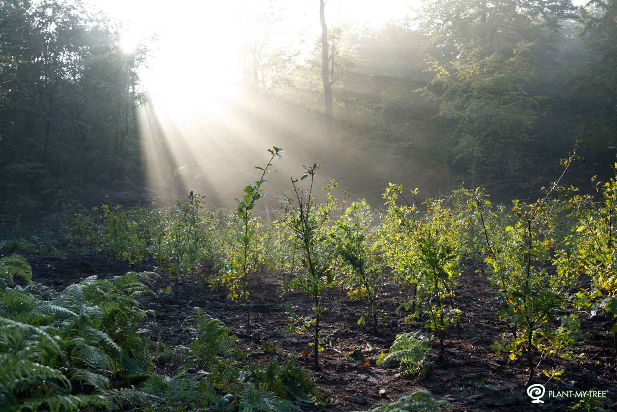 Junge Bäume in einem frisch aufgeforsteten Waldstück im Morgenlicht, durch das Sonnenstrahlen stimmungsvoll hindurchbrechen. Unten rechts befindet sich das Logo von PLANT-MY-TREE.