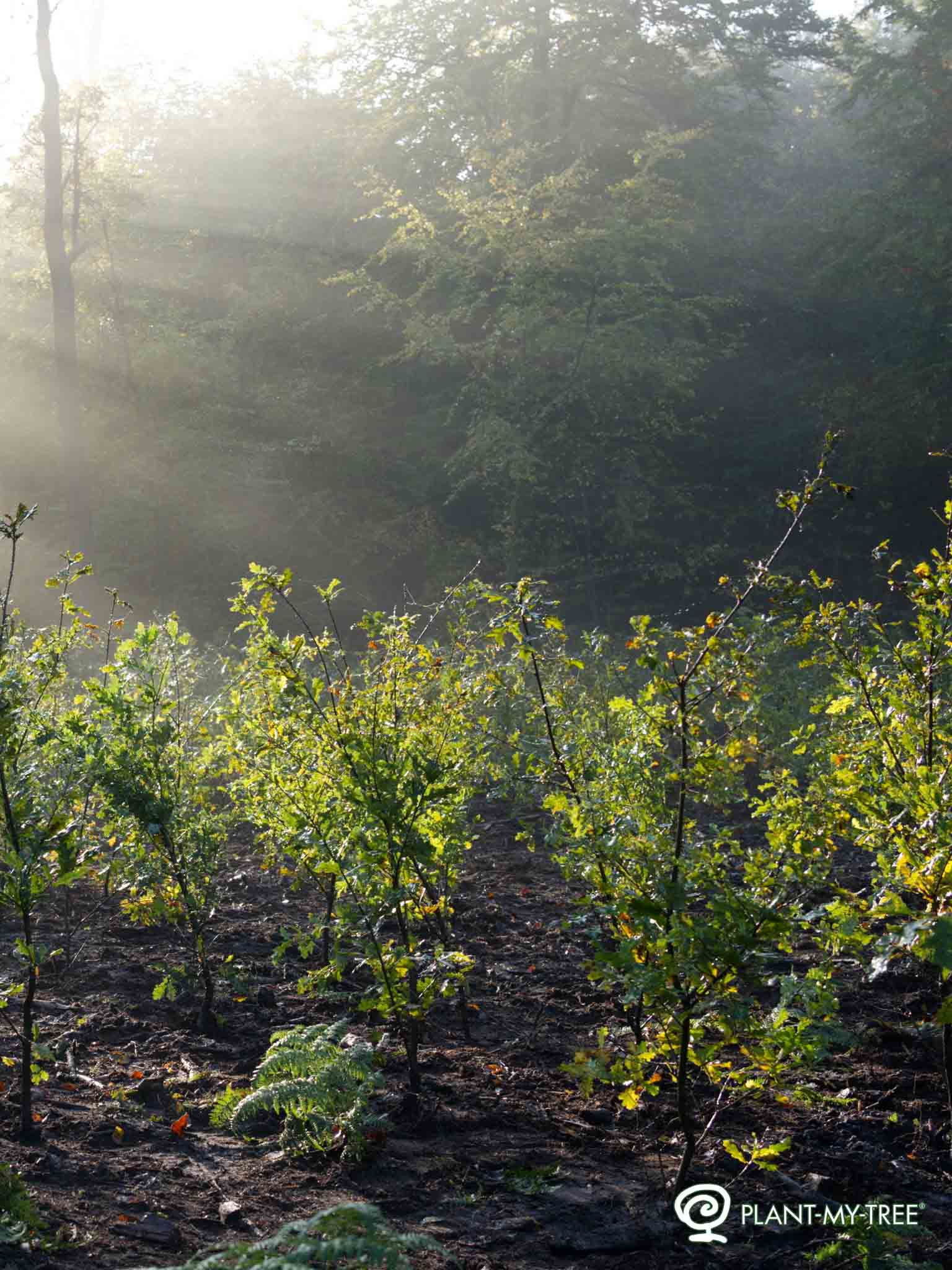 Junge Laubbäume in einem aufgeforsteten Waldstück am frühen Morgen, durchzogen von Sonnenstrahlen im Nebel. Unten rechts ist das PLANT-MY-TREE-Logo sichtbar.